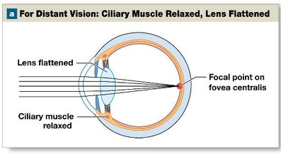 Accommodation: lens shape for distant vision