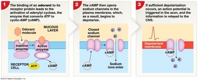 Olfactory signal transduction pathway