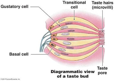 Diagrammatic view of a taste bud