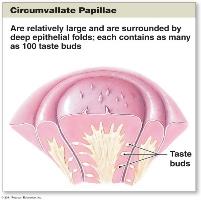 Circumvallate papillae with taste buds