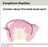 Fungiform papillae with taste buds