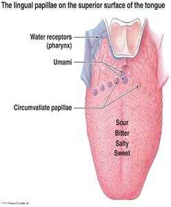 Lingual papillae and taste sensation locations