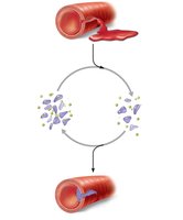 Positive feedback: platelet plug formation step 4