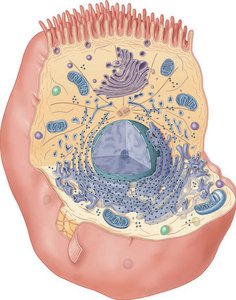 Eukaryotic cell diagram with labeled organelles