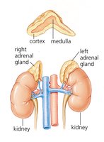 Anatomy of adrenal glands