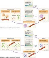 Negative feedback regulation of glucagon and insulin