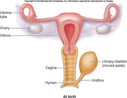 Anatomy of female reproductive system