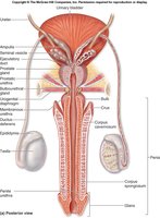 Anatomy of male reproductive system