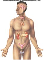 Anatomy of thymus gland