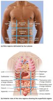 Nine abdominopelvic regions and organs