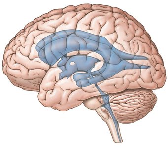 Diagram of the brain showing the ventricular system and CSF flow