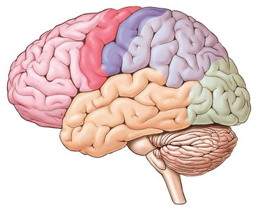Lateral view of the brain showing the lobes of the cerebrum