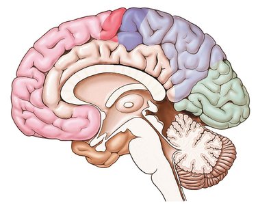 Sagittal section of the brain showing the brainstem and diencephalon