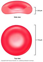 Biconcave shape of erythrocyte