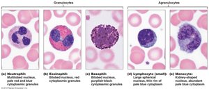 Granulocytes and agranulocytes comparison