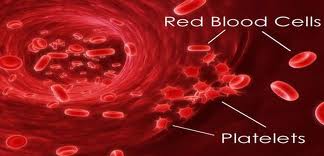 Platelets and megakaryocyte