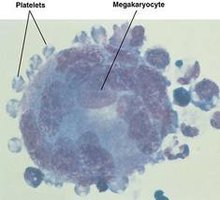 Platelets among red blood cells