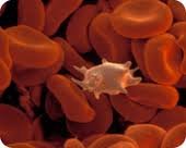 Platelets in blood smear