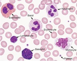 Blood smear with labeled cells