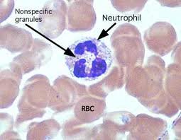 Neutrophil with nonspecific granules