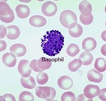 Basophil in blood smear