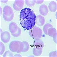 Basophil labeled in blood smear