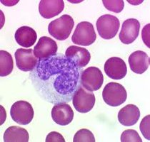 Monocyte in blood smear