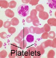 Platelets in blood smear