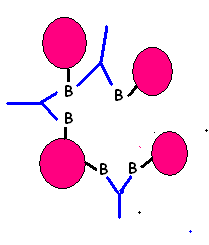 Agglutination diagram