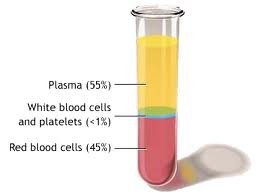 Blood sample showing plasma, white blood cells and platelets, and red blood cells