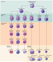 Blood cell lineage chart
