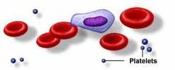 Diagram of platelets, erythrocytes, and leukocytes