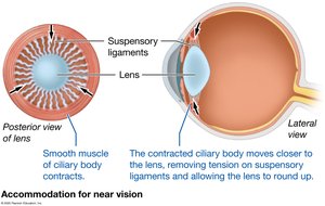 Suspensory ligaments loosen for near vision