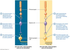 Image processing in the retina