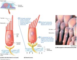 Transduction of sound in hair cells