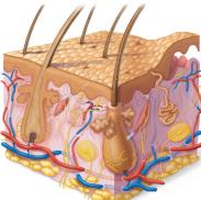 Diagram of skin structure showing epidermis, dermis, hypodermis, hair follicles, and glands