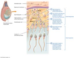 Stages of spermatogenesis in the seminiferous tubules