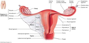 Anterior view of internal organs of the female reproductive system