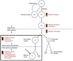 Oogenesis: unequal cell division and polar body formation