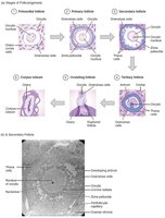Stages of folliculogenesis