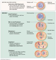 Stages of meiosis I with crossing over and independent assortment