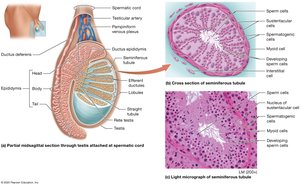 Internal structures of the testis and epididymis