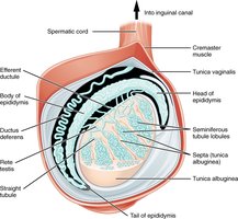 Sagittal view of the testis showing seminiferous tubules and epididymis