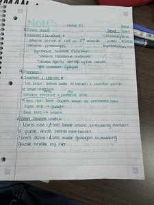 Handwritten notes on pancreas and blood glucose regulation