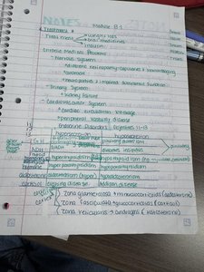 Handwritten notes on adrenal gland structure and hormone production