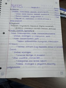 Handwritten notes on hormone functions and reproductive organs