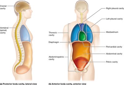 Diagram of posterior and anterior body cavities
