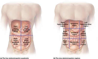 Abdominopelvic quadrants and regions