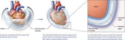 Serous membrane structure around the heart