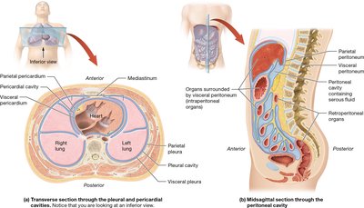 Serous membranes of the thoracic and abdominal cavities
